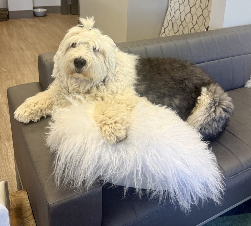 Wilma, therapy dog and Director of Aggressive Affection